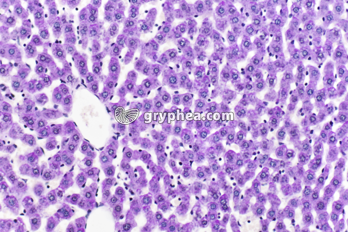 Glycogène dans du Foie x100 - gryphea.org